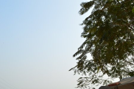 tree in the blue sky, closeup of photo, north chinaの写真素材