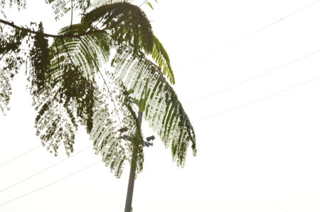 Palm tree and electric lines in the countryside, closeup of photoの写真素材