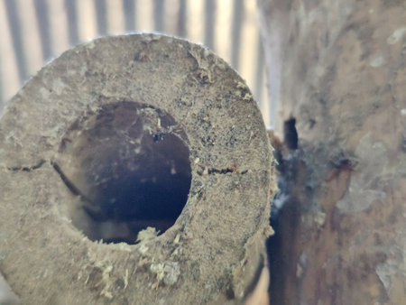 Old hole in the bark of a tree. Close-up.の写真素材