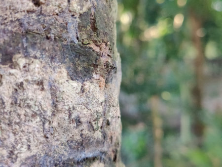 Bark of a tree in the rainforest, close-up