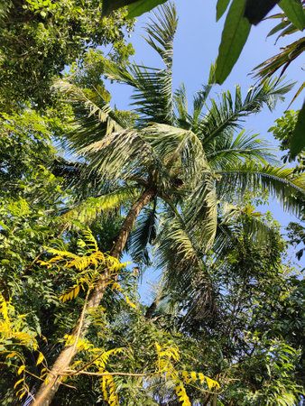 Coconut palm tree in the garden,Thailand,Asia