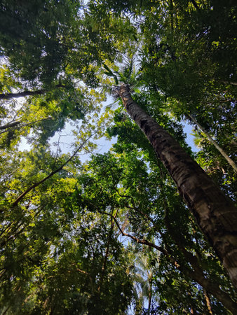 Tropical forest view from below into the sky with green trees