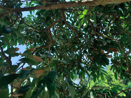 Tropical tree leaves in the forest. Natural background and texture.の写真素材