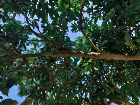 The branches of a tree in the forest. Close-up.
