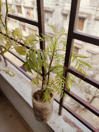 Plant on the windowsill in the afternoon. Selective focus.の写真素材