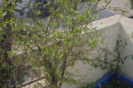 Green leaves on the tree in the garden. Selective focus.