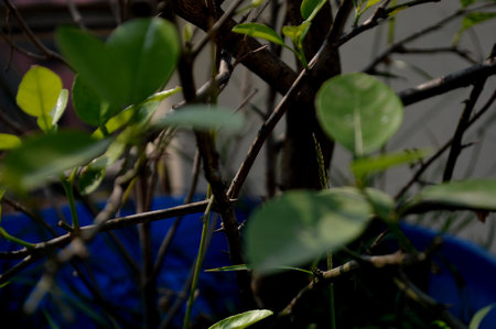 Green leaves in the garden on the black background. Selective focus.