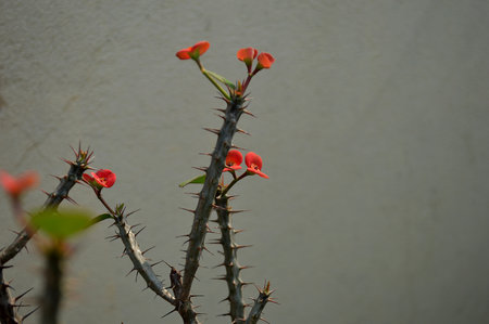 Euphorbia milli, Euphorbia milli, Crown of thornsの写真素材