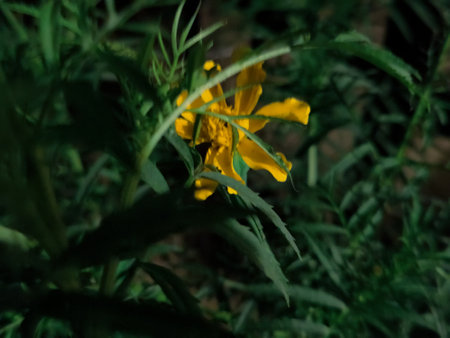 Yellow marigold flower in the garden with green leaves background.の写真素材