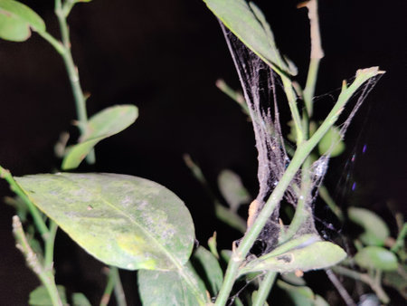 Spider web on a tree in the garden, closeup of photo