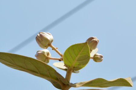 Flower buds of Almond tree (Calotropis gigantea)