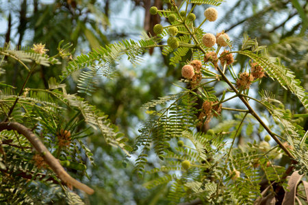 Close up of acacia tree in the forest, Acacia dealbata