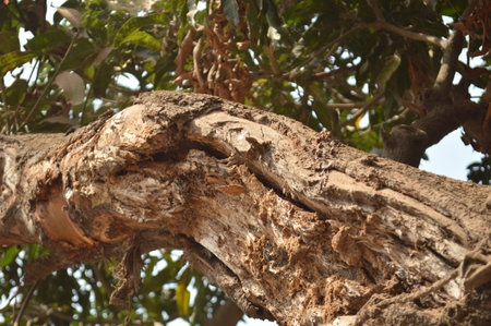 lizard on the tree in the forest, closeup of photo