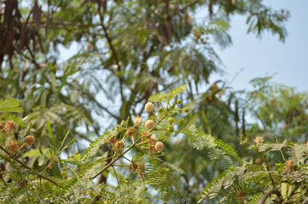 Acacia tree, Acacia auriculata, in the garden.の写真素材