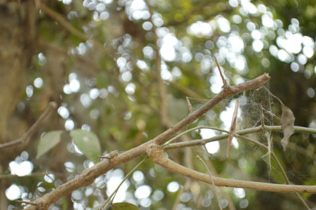 close-up macro shot in the day sunlight lighted beautiful botanical shot, natural wallpaperの写真素材