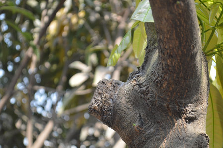 mango tree in nature garden, close up of mango tree branch