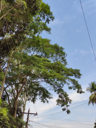 beautiful tropical garden with green trees .beautiful view of the park