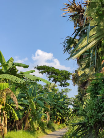 beautiful tropical garden with green trees .beautiful view of the parkの写真素材