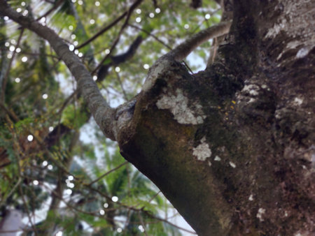close up of a tree trunk