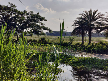 beautiful landscape with trees and green leavesの写真素材
