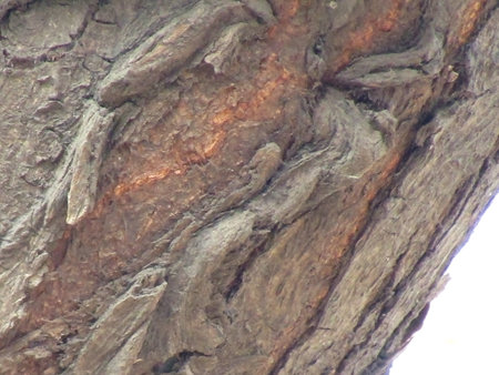 The texture of the bark of a tree. Close-up.