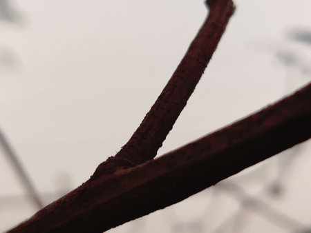 Close up of a tree branch with a blurry background. Shallow depth of field.の写真素材