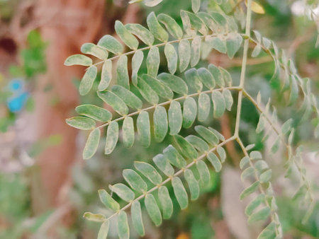 green leaves of eucalyptus tree in nature garden.