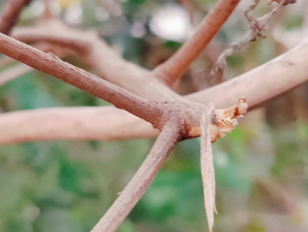 Tree branch with thorns in the forest. Natural background. Close up.