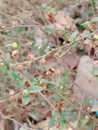 close up of small flowers in a garden, note shallow depth of field