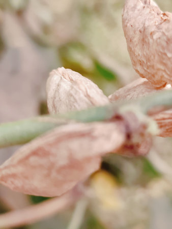 Close-up of pink flower buds. Shallow depth of field.