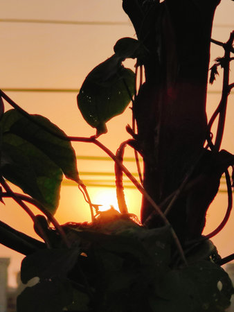 Silhouette of plant in the morning,sunset background.の写真素材