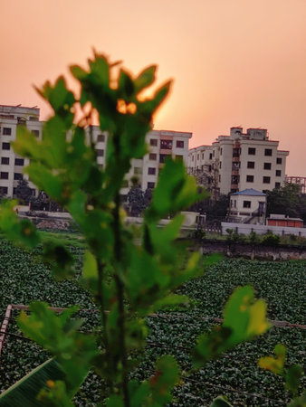 Cabbage field at sunset