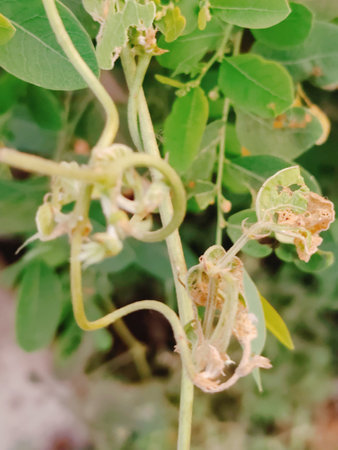 Flowering plant of a chickpea in the garden.