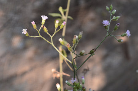 Close up of small purple flowers and green leaves on blurred background.
