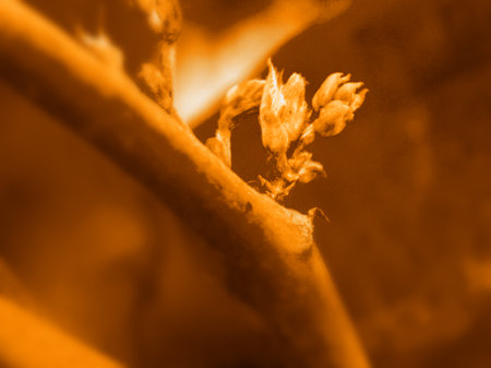 Close up of a tree branch in orange tone. Shallow depth of field.の写真素材