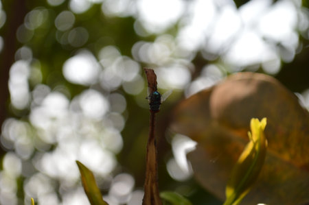 Dragonfly on leaf in the garden. Selective focus on the insect.