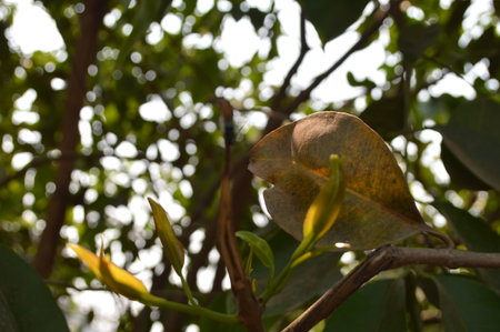 Ficus religiosa tree with yellow and green leaves in the garden