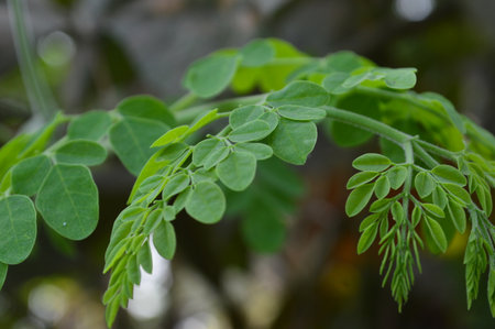 Moringa oleifera is a species of flowering plant in the family Moringa.の写真素材