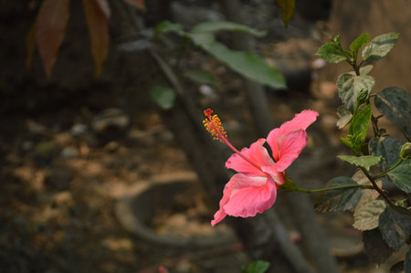 Pink hibiscus flower in the garden with natural background.の写真素材