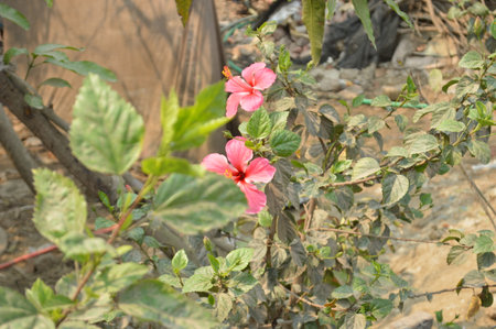 Pink hibiscus flower blooming in the garden, Thailand.