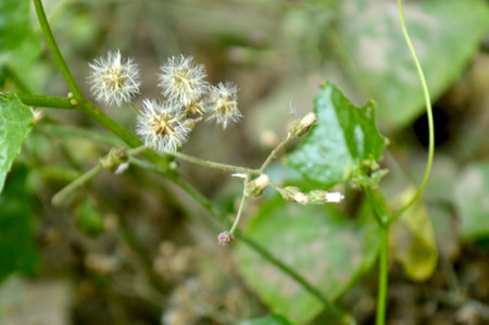 Flowering plant in the garden, close-up, macro