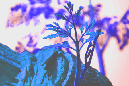 Parsley plant growing in a pot with filter effect retro vintage styleの写真素材
