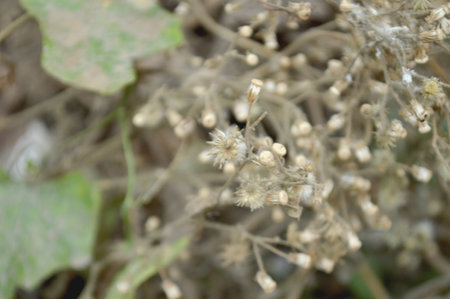 Close up of dry grass flower in the garden. Selective focus.