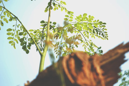 Moringa oleifera or Moringa leaves in natureの写真素材