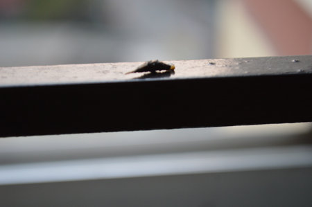 Fly on a railing in the city. Shallow depth of field.の写真素材