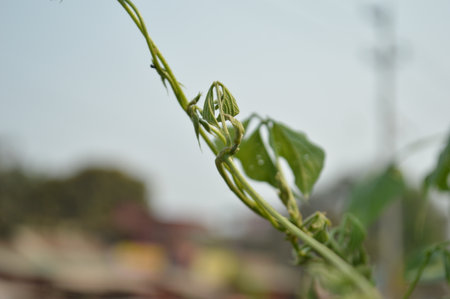 Green pea pods in the garden, closeup of photo.の写真素材