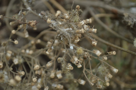 Dry grass on the meadow in winter. Close-up.の写真素材