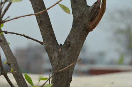 A natural scene showcasing small tree branches adorned with fresh green leaves, captured in a soft...