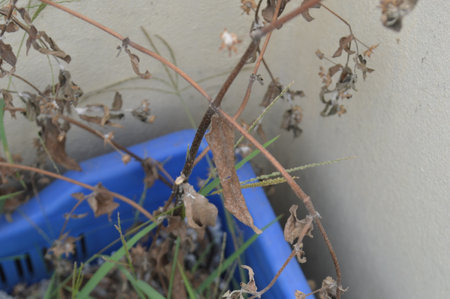 Dry leaves in the blue plastic basket on the white wall.