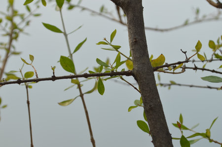 Tree branches with new green leaves in spring, close-up.